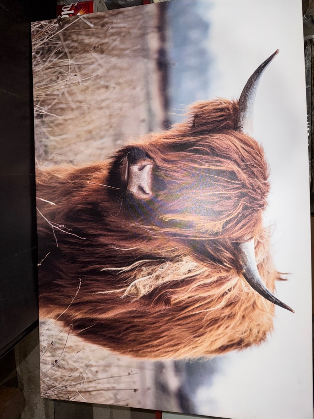 Highland Cow Canvas Wall Art - Rust Brown
